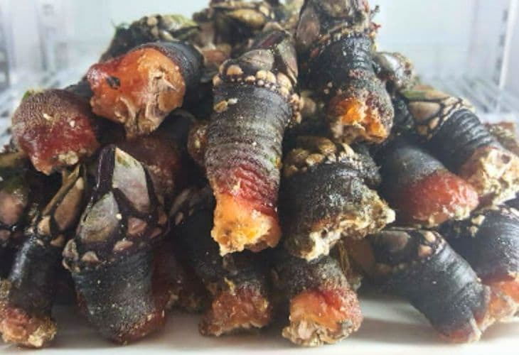 Percebes en la flor de miranda