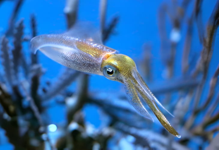 Hábitat natural del magano en pastos marinos y arrecifes de coral